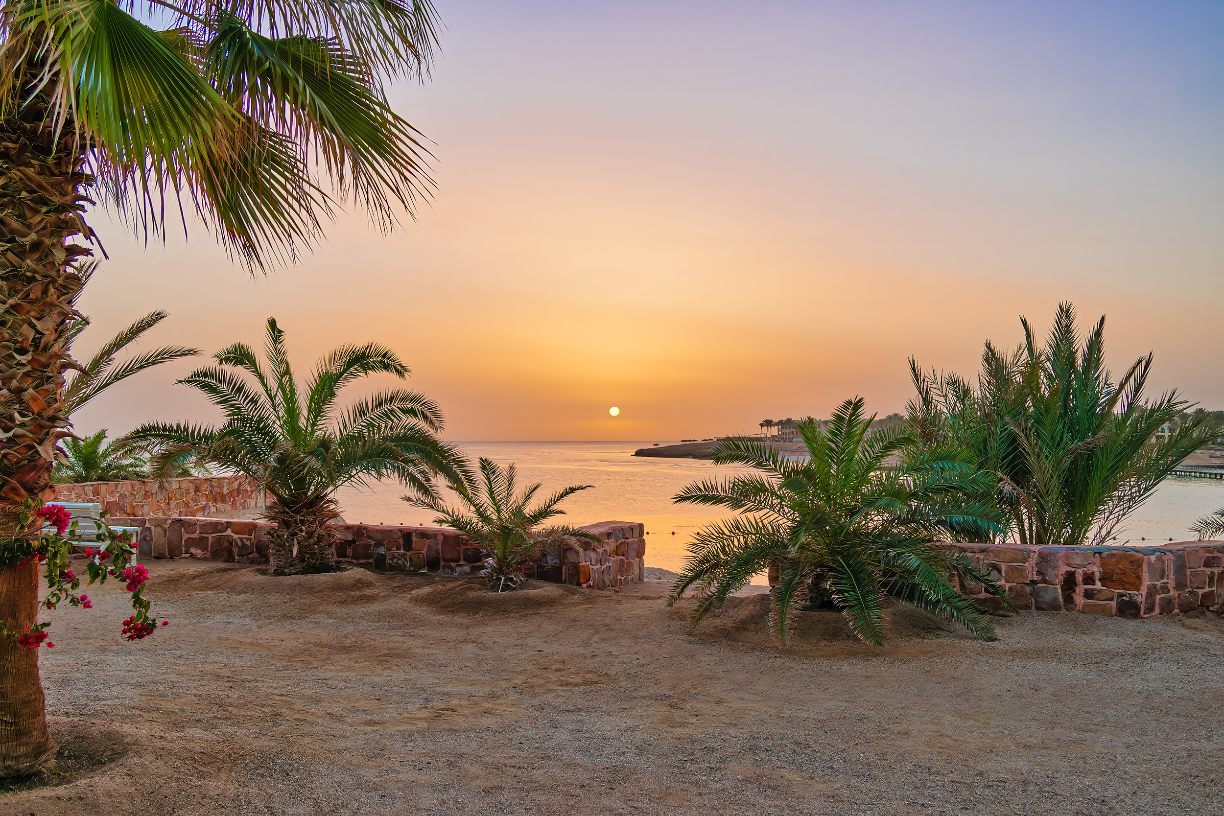 Tropical Palm Garden Sunrise Golden sunrise over the Red Sea framed by lush palm trees, vibrant flowers, and a rustic stone wall at Steigenberger Coraya Beach resort.