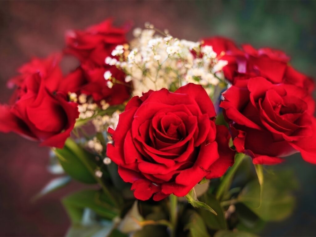 Red roses styled as a prop during a hotel photoshoot